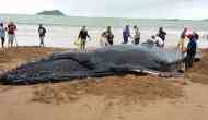 Pilot Whale dies in Thailand after ingesting 80 plastic bags; watch video