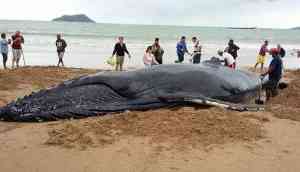 Pilot Whale dies in Thailand after ingesting 80 plastic bags; watch video
