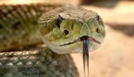 Dead Snake's severed head bit a man in Texas