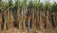 Sugarcane industry bailout: Ad-hocism won't solve farm crisis, say experts