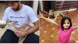 Former Pak captain Shahid Afridi slammed on Twitter for housing chained lion