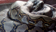 Indonesia: 54-year-old woman swallowed by a seven-metre python