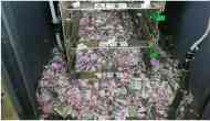 Video: After Vijay Mallya, now mice dupped SBI, crawl into ATM and chew cash Rs 12 lakh in Assam; Tweeple calls it a surgical strike