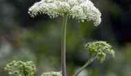 Toxic Giant hogweed plant,causing blindness and third-degree burns discovered in Virginia
