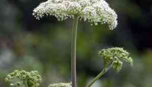 Toxic Giant hogweed plant,causing blindness and third-degree burns discovered in Virginia