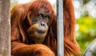 Oldest Sumatran orangutan, dies in Australia