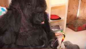 Gorilla who mastered sign language, Koko, dies in California