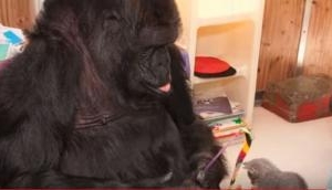 Gorilla who mastered sign language, Koko, dies in California