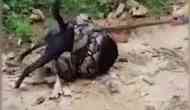 Watch Video: Men rescue a dog from python's grip