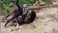 Watch Video: Men rescue a dog from python's grip
