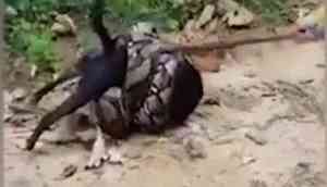 Watch Video: Men rescue a dog from python's grip