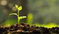 Bridegroom in Odisha takes 1,001 saplings as 'dowry' 