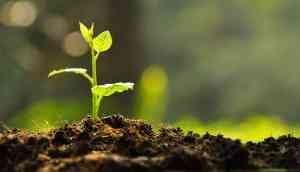 Bridegroom in Odisha takes 1,001 saplings as 'dowry' 