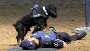In Video: Incredible! Madrid police dog 'Poncho' performs CPR to 'save' his partner's life is the best thing you will see today 