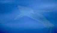 Watch: Great white shark spotted in Majorca seas off Spain's coast first time in 30 years