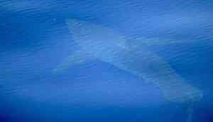 Watch: Great white shark spotted in Majorca seas off Spain's coast first time in 30 years