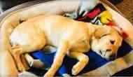 Dog risks his life to save owner from rattlesnake bite
