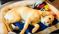Dog risks his life to save owner from rattlesnake bite