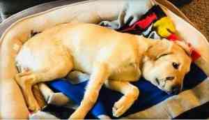 Dog risks his life to save owner from rattlesnake bite