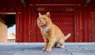 Mystic Moggy: China mourns death of 'World Cup Cat' who predicted correct outcome of six World Cup results 