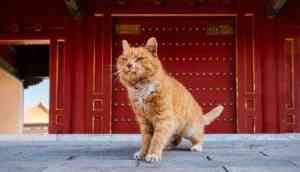 Mystic Moggy: China mourns death of 'World Cup Cat' who predicted correct outcome of six World Cup results 