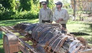 600 kg Australian saltwater crocodile caught after eight-year hunt