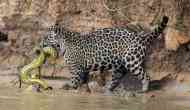 Jaguar at Audubon Zoo, kills four alpacas, an emu and a fox after escaping Zoo enclosure