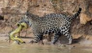 Jaguar at Audubon Zoo, kills four alpacas, an emu and a fox after escaping Zoo enclosure