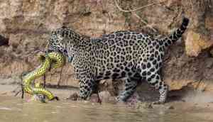 Jaguar at Audubon Zoo, kills four alpacas, an emu and a fox after escaping Zoo enclosure