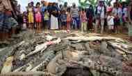 Thai mob slaughtered nearly 300 crocodiles in revenge