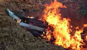 300 crocodiles carcasses burned after revenge killing in Indonesia