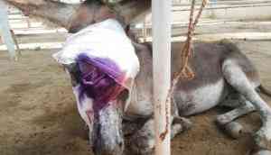 Pakistan Election: Donkey torture continues in Karachi