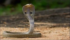 Husband kills wife using snake; found guilty in bizarre crime case