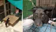 Burari Deaths: Tommy, the pet dog 'only remaining family member' of Bhatia's dies of shock