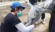 Shocking! Donkey tortured by political party's supporters passes away in Pakistan