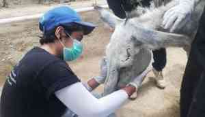 Shocking! Donkey tortured by political party's supporters passes away in Pakistan