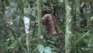 Viral Video: 'World's Loneliest Man' last survivor of Massacred Amazonian tribe