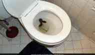 Bizarre! Man goes to washroom, finds Python inside toilet bowl