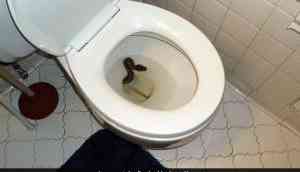 Bizarre! Man goes to washroom, finds Python inside toilet bowl