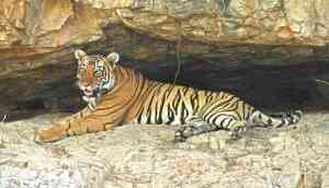 The Day of the Tiger