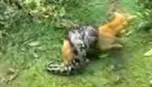 Watch Video: Twitterati isn't happy after men save dog from clutches of python, know why