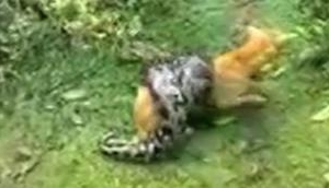 Watch Video: Twitterati isn't happy after men save dog from clutches of python, know why