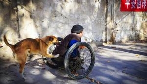 Aww! Watch video of a dog pushing its human’s wheelchair in Philippines