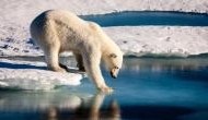 Shocking! Polar Bear shot dead in Arctic Ocean after it attacked German cruise ship worker