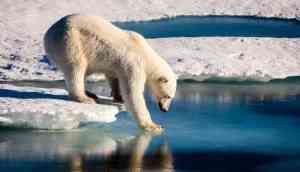 Shocking! Polar Bear shot dead in Arctic Ocean after it attacked German cruise ship worker