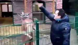 Turkish man punches at kangaroo in zoo; Twitterati criticises the man 
