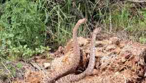 Rare video: Rattlesnakes dancing as part of courtship ritual