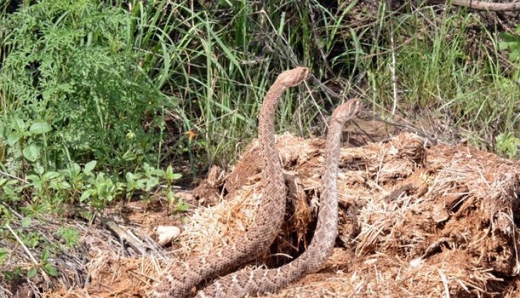 Rare video: Rattlesnakes dancing as part of courtship ritual | Catch News