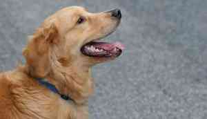 Watch Video: A dedicated golden retriever wants to be with his owner, rides along with the ambulance