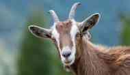 Uttar Pradesh: OMG! Kanpur man went to sell goats for Bakrid; gets bluffed with a dog in 'goat like cloth'